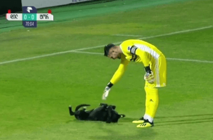 Dog Invades Football Pitch During Match And Asks For Belly Rubs | World ...