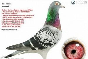 Unbelievable!!! A pigeon sold for more than a million in an auction