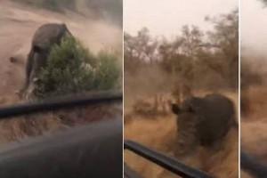 WATCH VIDEO: Big Sized Rhino Chases Tourists; Adventure Turns into life-saving Thriller!