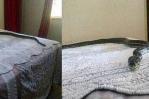 Caught on Camera: Snake Chilling On Bed!