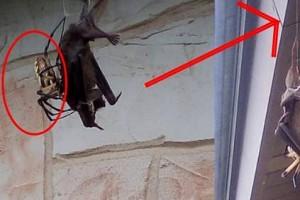 REAL Bizarre VIDEO: SPIDER vs BAT; What can SPIDER do to BAT?