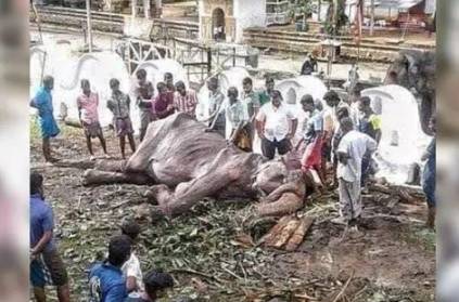 Sri Lankan elephant whose photos went viral ‘collapses’