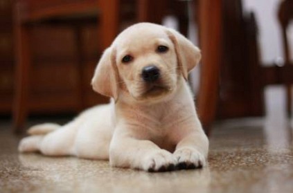 Street dog walks to pharmacy and shows injured paw: Adorable video