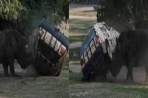 VIRAL VIDEO: Enraged Rhinoceros Attacks Car With Driver Still Inside! Flips It Over Three Times!