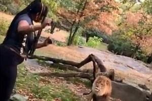 Video Viral: Woman Jumps Into Lion Area, Dance To Attract Attention 