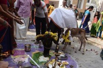 Behindwoods Pongal Celebration 