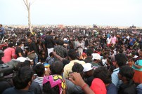 Jallikattu protest across the globe