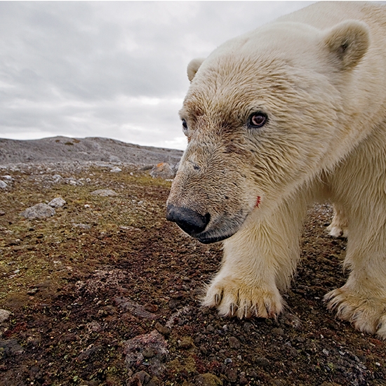 Polar bear hunting method