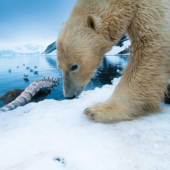 Polar bear's coat, is it white?