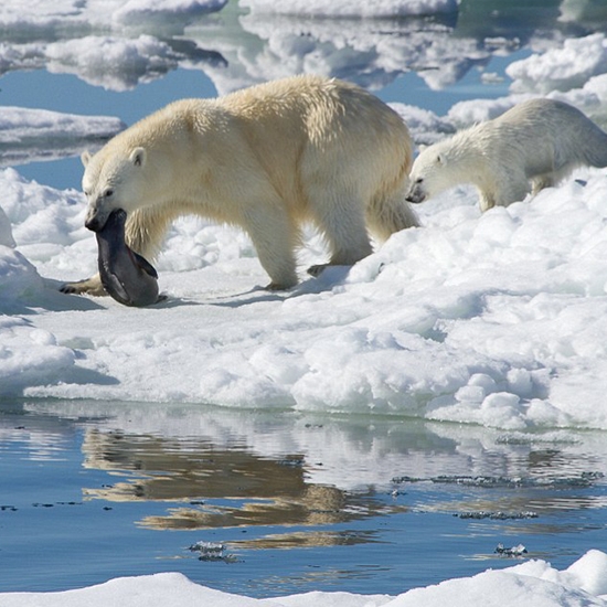 Polar bear's weight