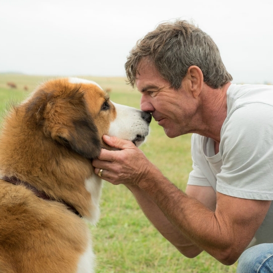 A Dog's Purpose (English)