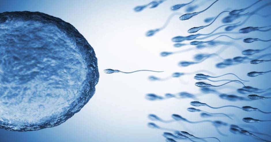 COVID-19 may damage sperm quality, Reduce fertility in men, New Study