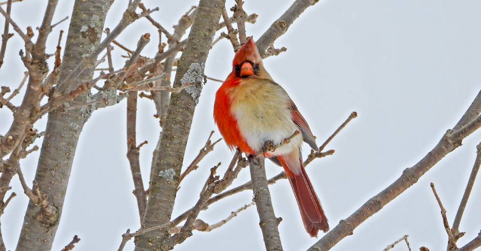 Rare bird: Half-male, half-female cardinal spotted in Pennsylvania