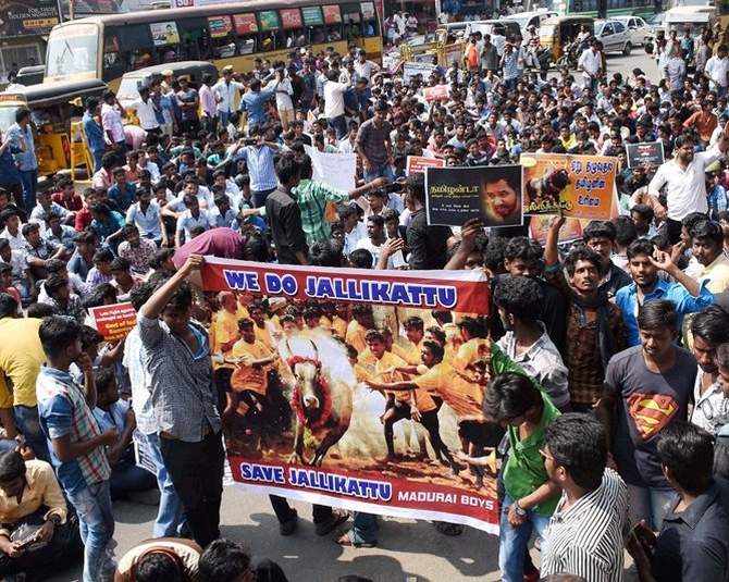 PETA urges TN govt to refuse permission to jallikattu