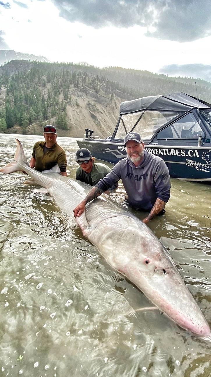 100 yr old Giant White Sturgeon caught by fishermen in canada