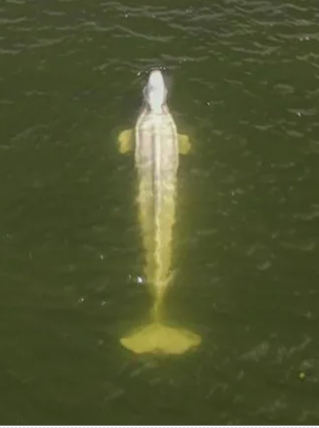 Beluga whale rescued from Seine River euthanized in transit