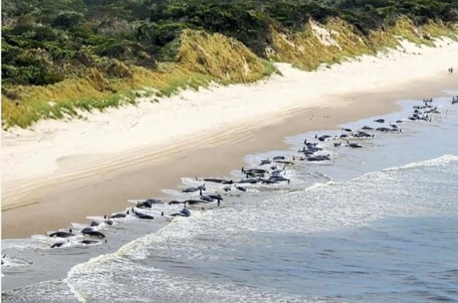 230 whales stranded on Tasmanian beach In Australia