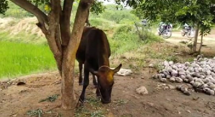 cow milks 24 hours a day without giving birth to a calf