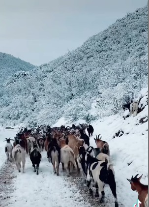 Camel Witnesses Snow For The First Time video goes viral 