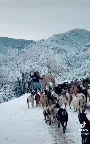 Camel Witnesses Snow For The First Time video goes viral 