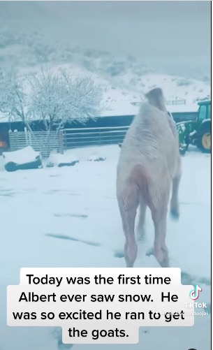 Camel Witnesses Snow For The First Time video goes viral 